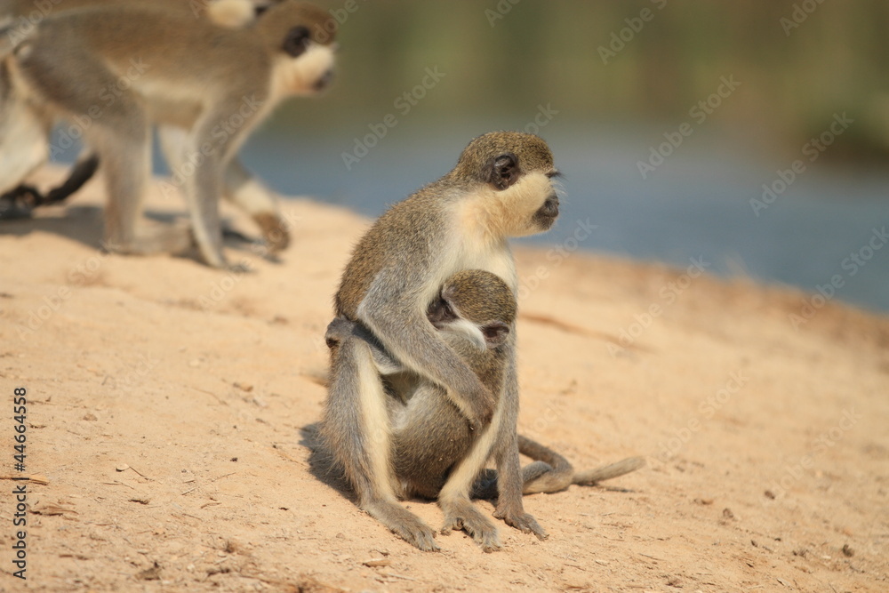 Obraz premium Small Monkey