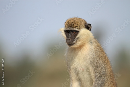 Small Monkey © mrahmo