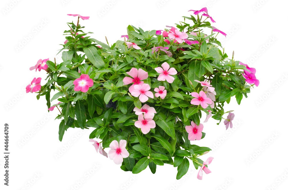 Periwinkle flowers isolated on white background Periwinkle flowers isolated on white background