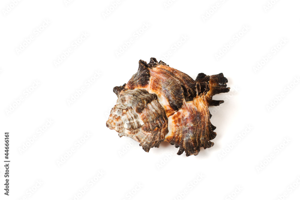 sea shell isolated