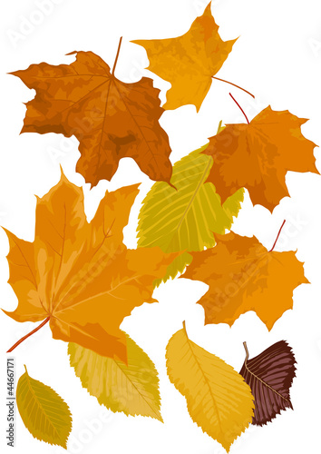 leafs
