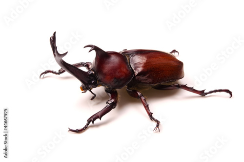 カブトムシ