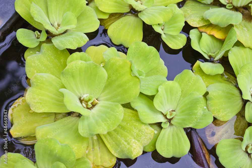 Pistia stratiotes