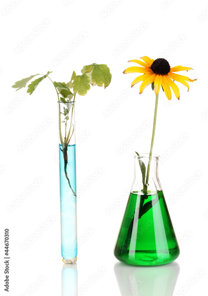 plant in test-tube in colorful solution isolated on white plant in test-tube in colorful solution isolated on white