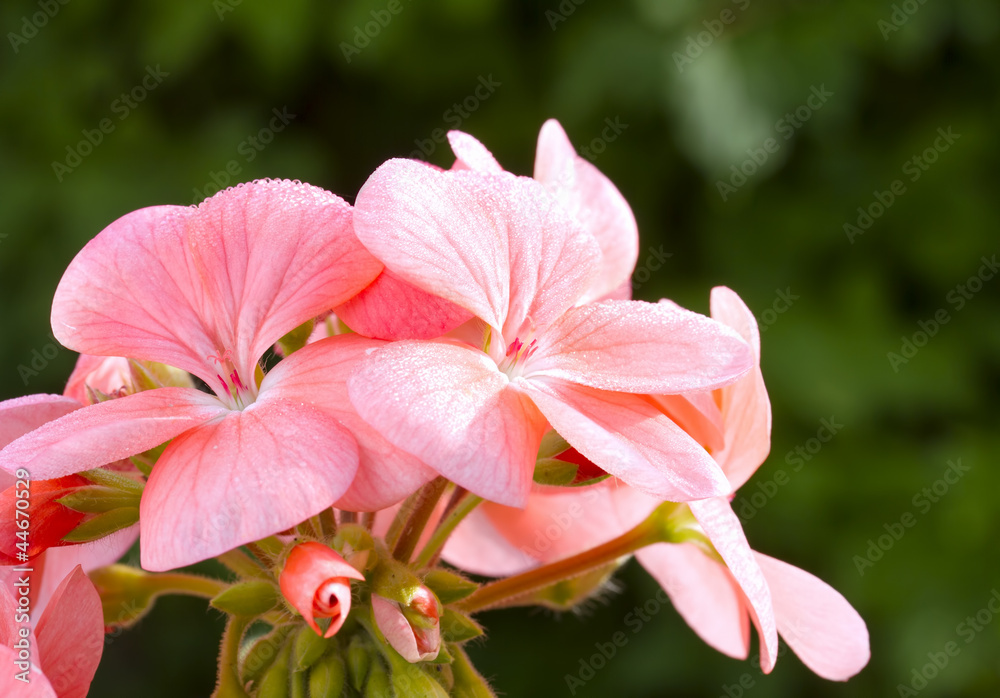 Close up image of pink geranium flower (Pelargonium) Close up image of pink geranium flower (Pelargonium)
