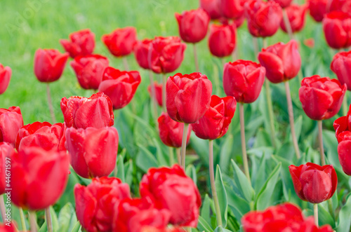 Garden with tulip flowers in summer