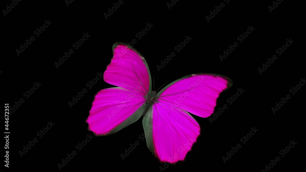 Papillon Rose