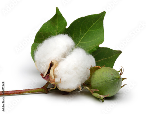 Foto Cotton