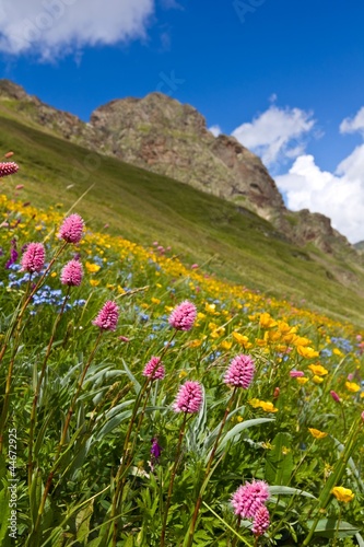 mountain slope in a flowers © Yuriy Kulik