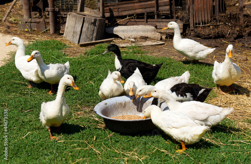 Canvas-taulu Eating ducks