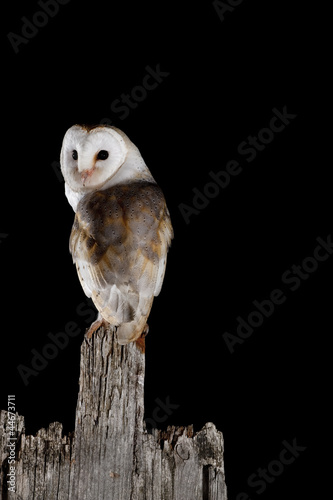 Common Barn Owl photo