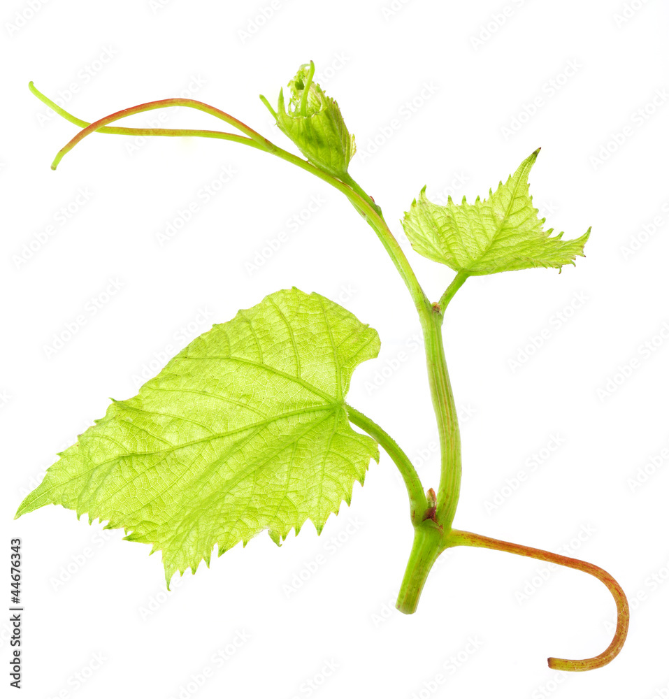 Fototapeta premium Fresh Green Grape Leaf on isolated white Background