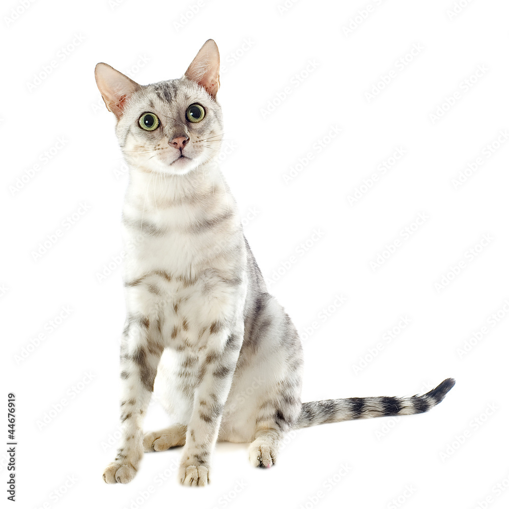 Naklejka premium bengal cat