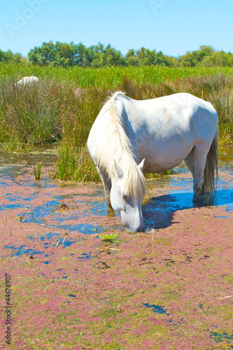 CHEVAL CAMARGUE photo