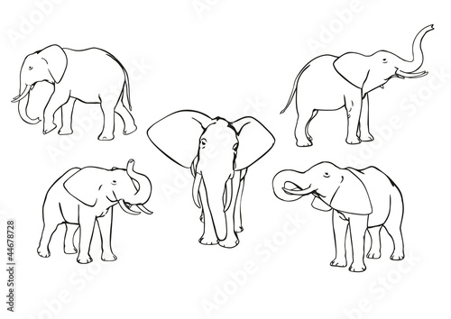 Elephants