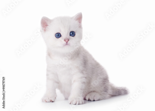 small silver british kitten on white background