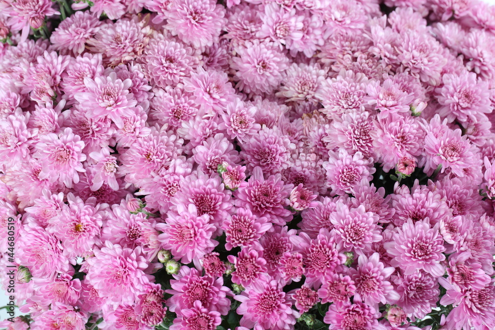 Obraz premium Chrysanthemen