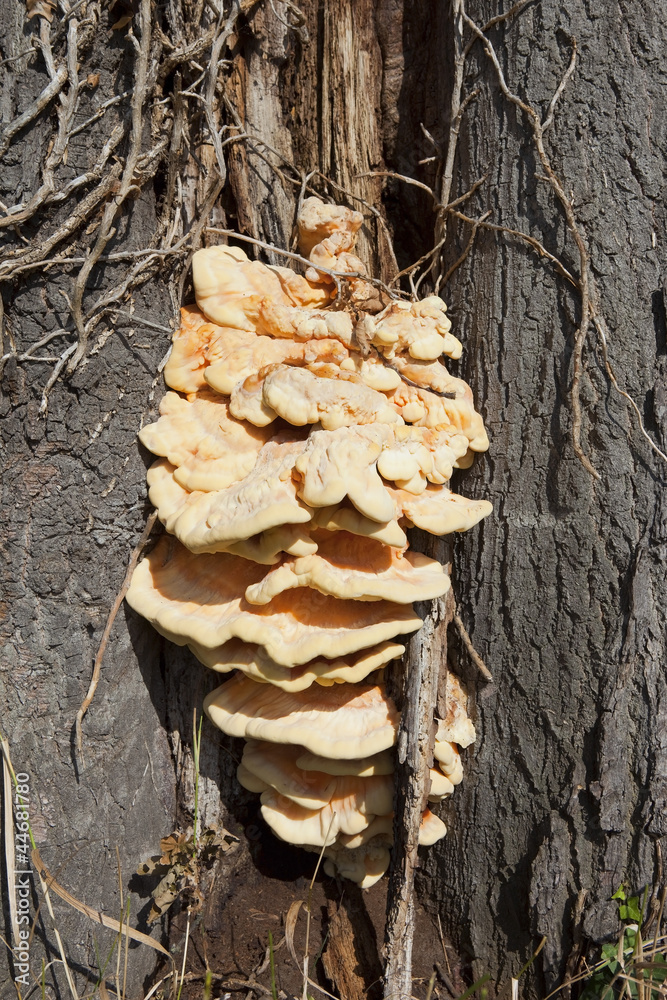 chicken of the woods fungi chicken of the woods fungi