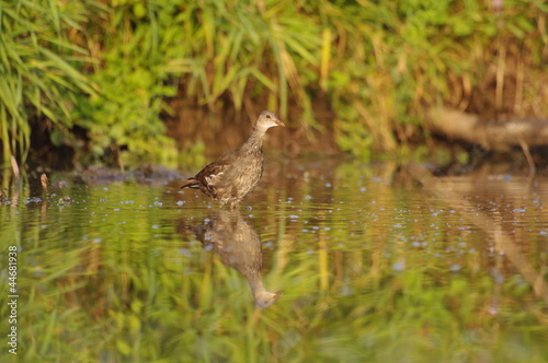 Jeune gallinule poule d'eau dans son milieu © gabylegeai