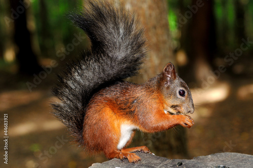 A squirrel eating a seed © MarinaParshina