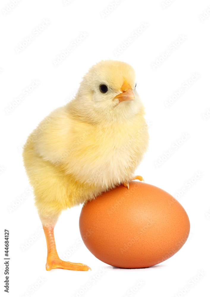 Cute yellow baby chick