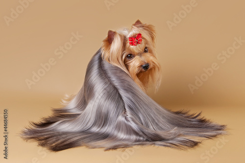 yorkie puppy on light brown background photo