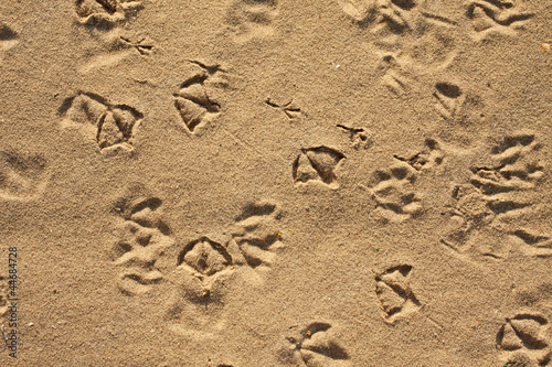 Seagull and pigeons footprints