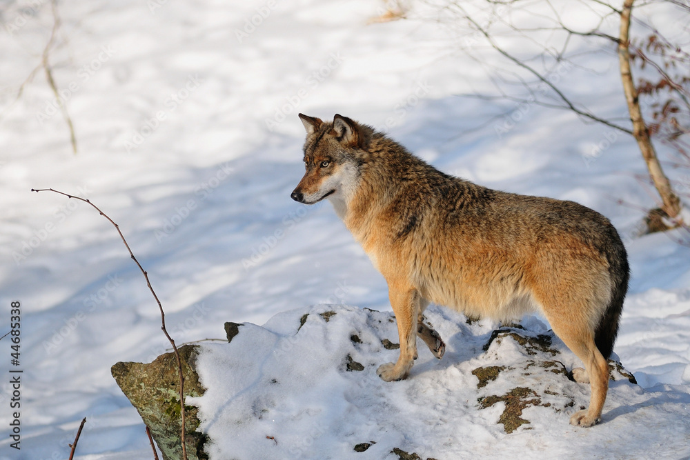 Fototapeta premium Wolf, Winter