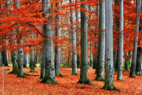 Canvas Print Red beech trees