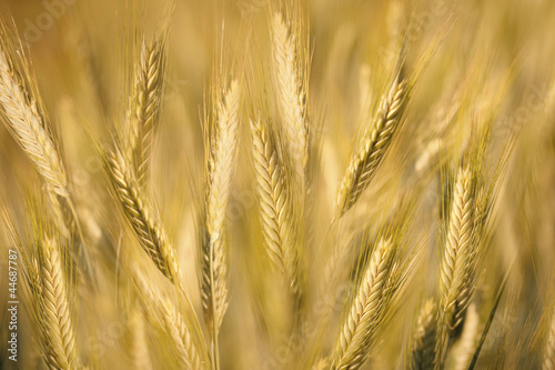 Grain field