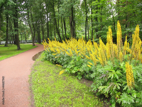 Ligularia przewalskii in the flower bed