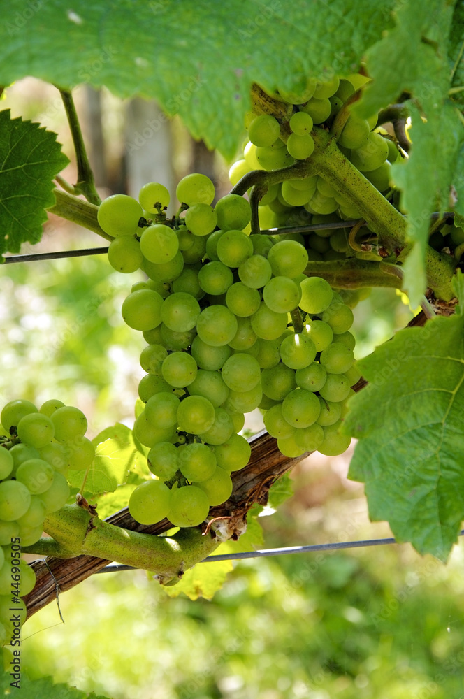 custom made wallpaper toronto digitalRipe Grapes