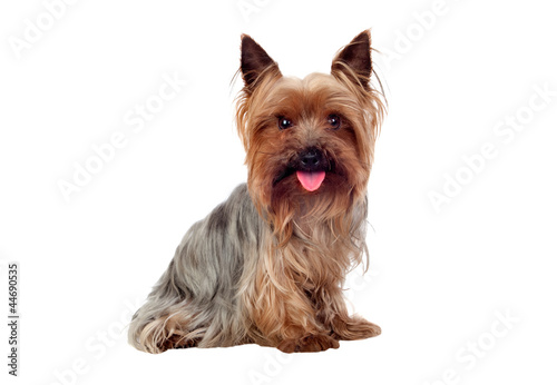 Fototapeta Naklejka Na Ścianę i Meble -  Beautiful yorkshire with long hair