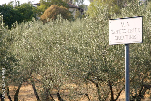 street sign Canticle of the creatures and olive trees in the bac photo