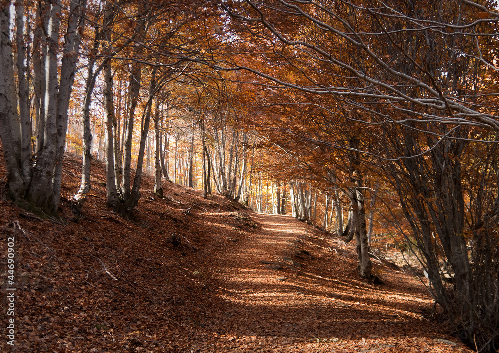 Fototapeta premium Bosque otoñal. Hayedo de la Tejera Negra