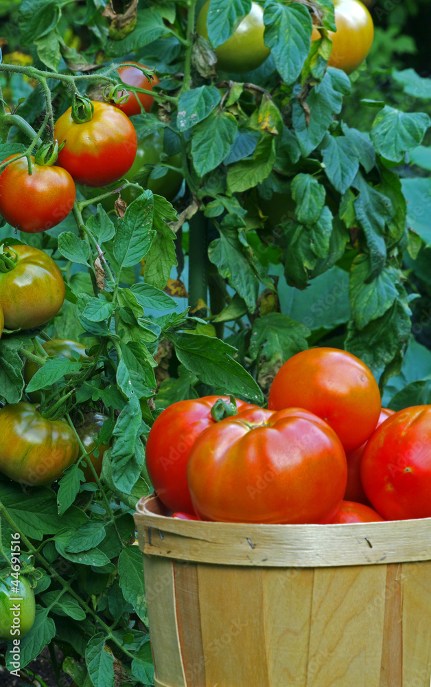 Tomatoes in a basket Vertical