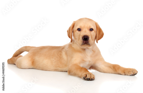 Beautiful Labrador retriever puppy