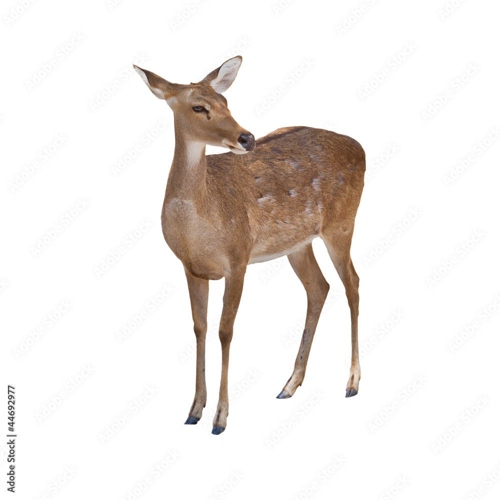 Naklejka premium Eld's Deer isolated on white background