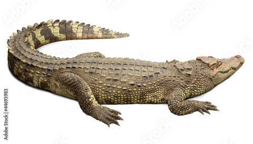 Crocodile with clipping path included.