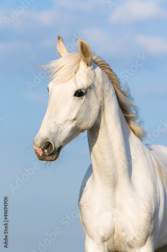 White Orlov trotter horse portrait on the sky background © Viktoria Makarova