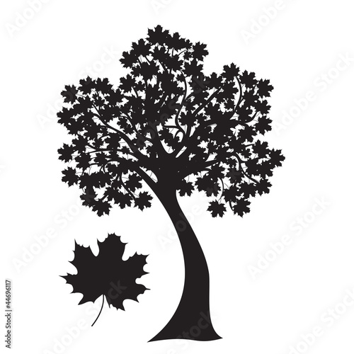 maple tree
