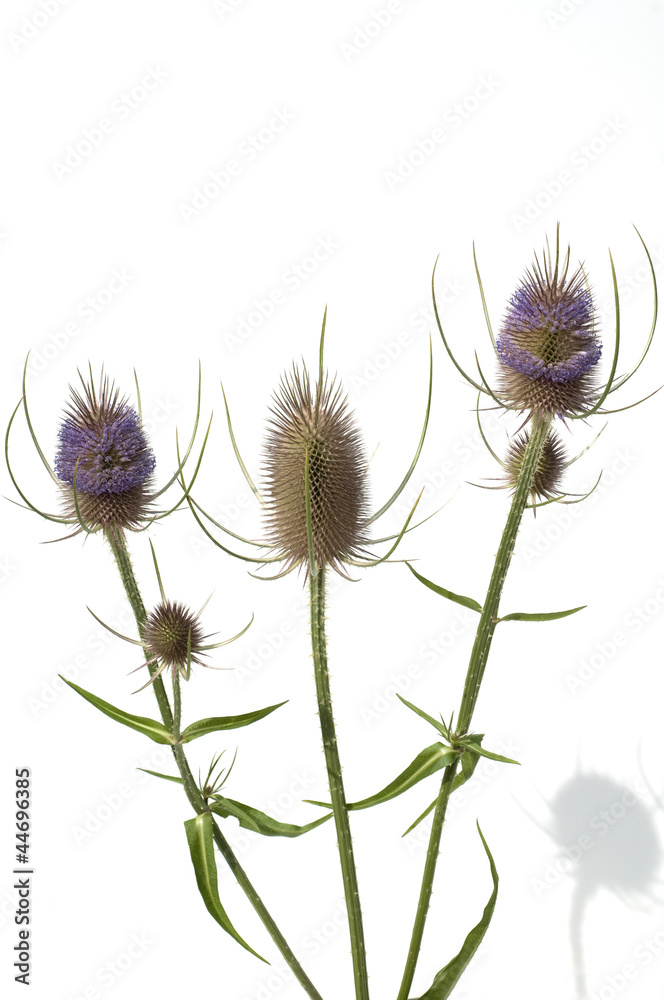 Obraz premium Kardendistel, Dipsacus sativus