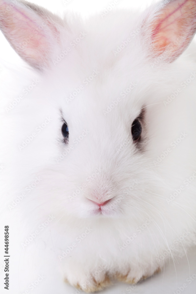 ute little white rabbit's face ute little white rabbit's face