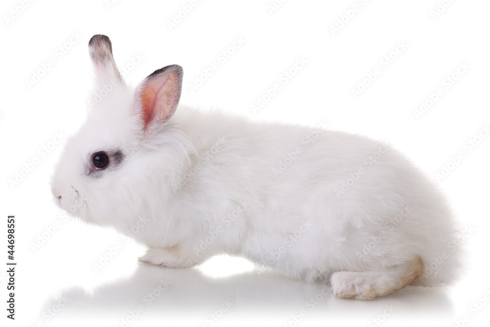 side view of an adorable white rabbit
