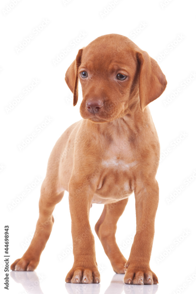 hungarian viszla puppy dog