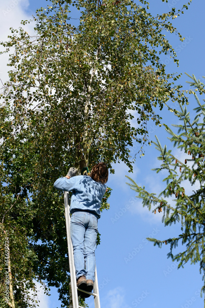 Fototapeta premium Birke beschneiden