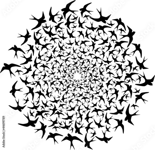 Photography Flock of birds flying in circle