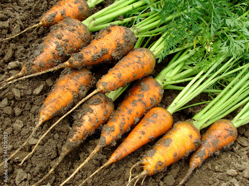 fresh harvested carrots