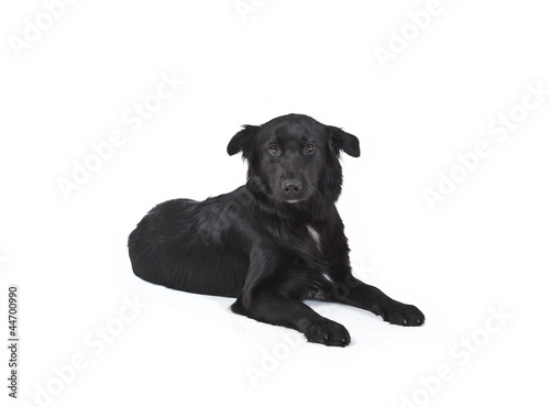 Fototapeta Naklejka Na Ścianę i Meble -  black dog