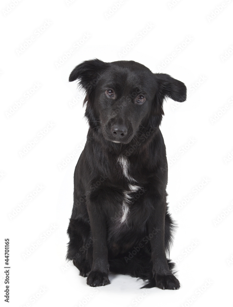 black dog black dog